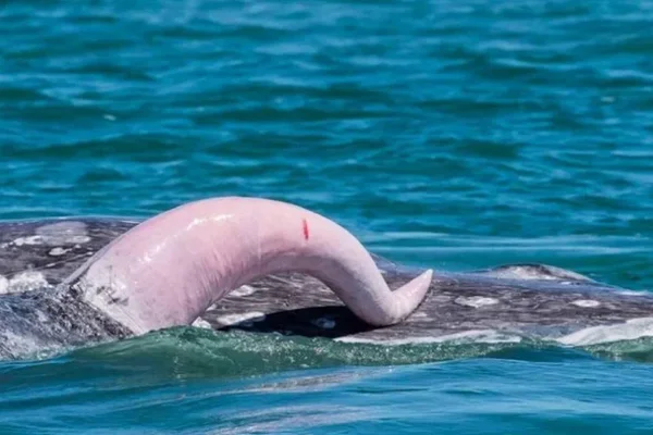 Dez curiosidades bizarras sobre o pênis dos animais