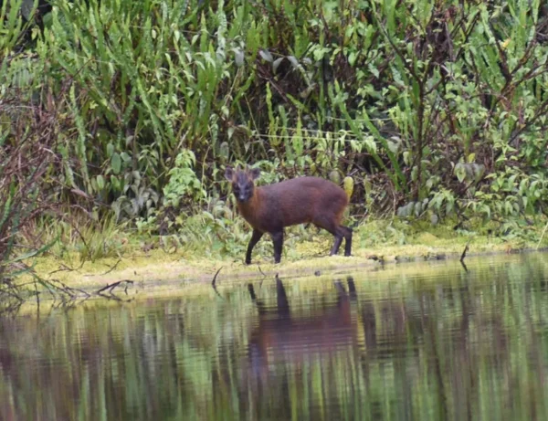 Foto colorida do mamífero Pudella carlae na natureza - Metrópoles