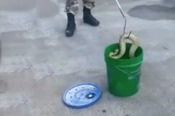 Cascavel é encontrada no meio da rua, no Riacho Fundo