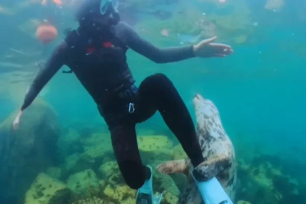 Foca carinhosa abraça mergulhador durante mergulho; veja vídeo