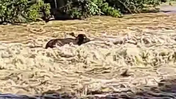 imagem colorida búfalos arrastados correnteza parana
