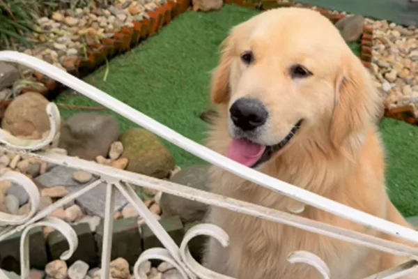 “Golden do portão” vira queridinho das redes e recebe 200 visitas em 2 dias