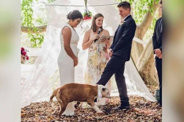 Bombou! Cachorro decide “presentear” noiva na hora da cerimônia