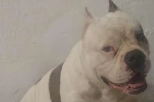 cachorro morto a facadas no rio