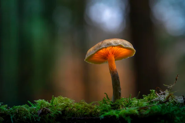 foto colorida de um cogumelo - Metrópoles