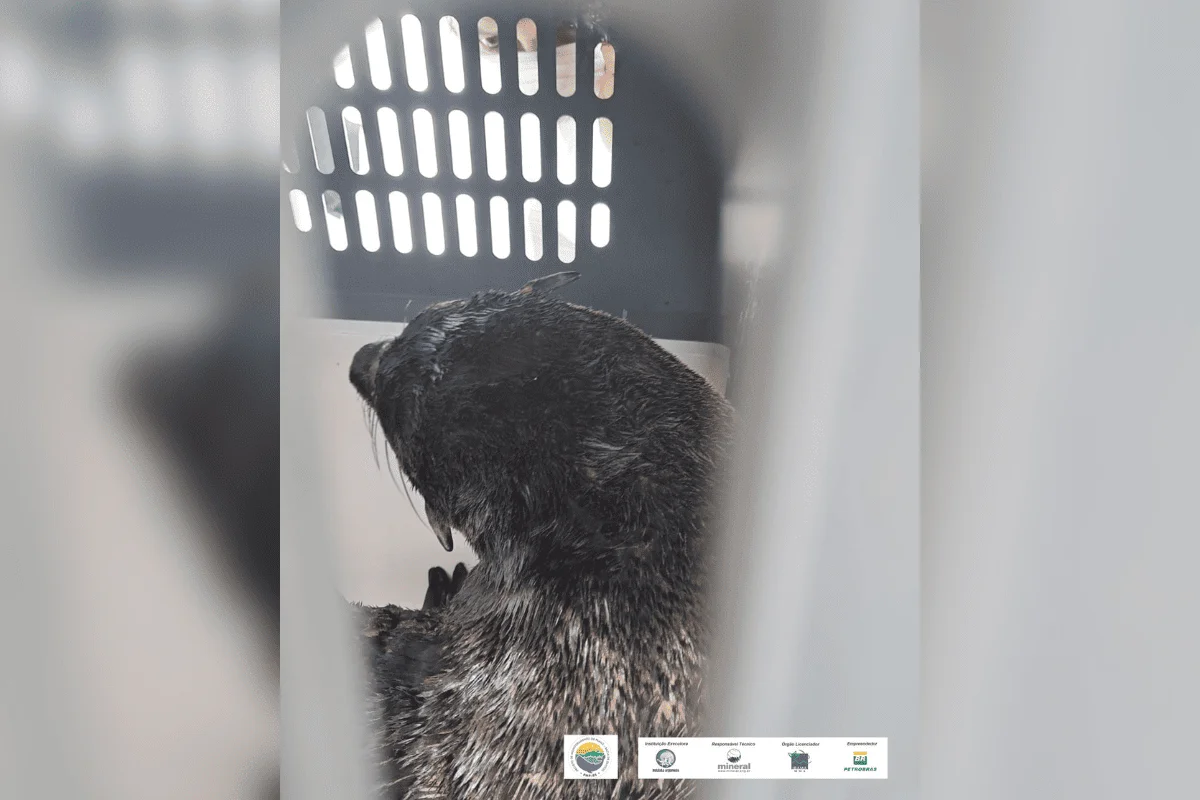 O animal vive naturalmente na costa da América do Sul e costuma aparecer no litoral paulista durante o inverno O animal vive naturalmente na costa da América do Sul e costuma aparecer no litoral paulista durante o inverno