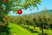 Apple tree