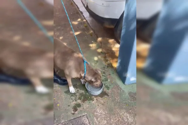 Vídeo. Pit-bull abandonado “invade” carro, e motorista chama bombeiros