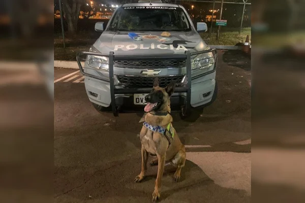 Cão farejador encontra drogas em mala de passageiro e arma no DF