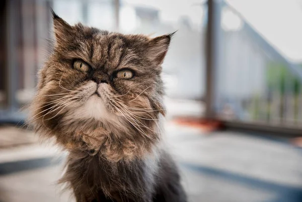 Gato persa
