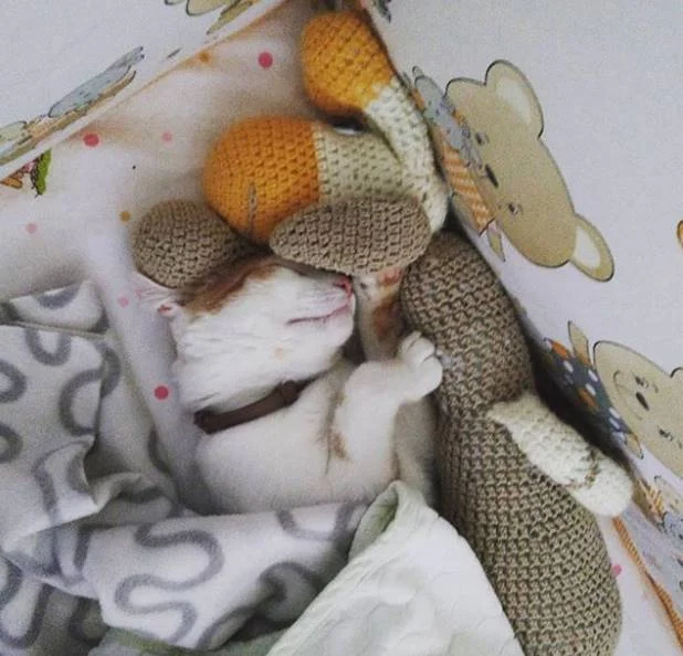 E na ausência do dono, um bichinho de pelúcia também serve E na ausência do dono, um bichinho de pelúcia também serve