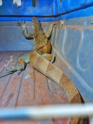 Iguana era mantida em cativeiro Iguana era mantida em cativeiro