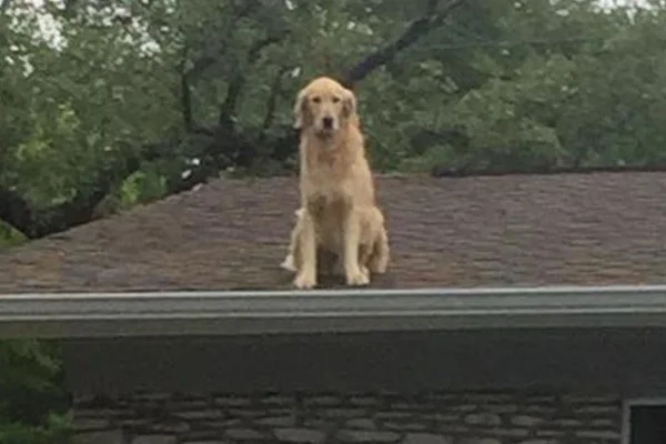 Huckleberry