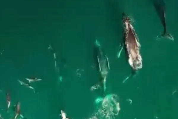 Imagem colorida de baleias e golfinhos no litoral norte de são paulo. Metrópoles