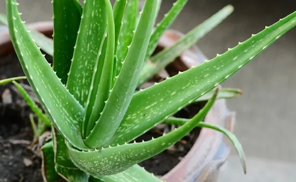 Mais conhecida como Babosa, a Aloe Vera é frequentemente usada para curar feridas e queimaduras. A planta ajuda na limpeza de poluentes encontrados em produtos químicos de limpeza e tintas, como o formaldeído e benzeno. Quando na presença de um ar demasiadamente intoxicado, as folhas apresentam manchas marrons. Mais conhecida como Babosa, a Aloe Vera é frequentemente usada para curar feridas e queimaduras. A planta ajuda na limpeza de poluentes encontrados em produtos químicos de limpeza e tintas, como o formaldeído e benzeno. Quando na presença de um ar demasiadamente intoxicado, as folhas apresentam manchas marrons.