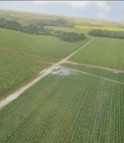 Imagem colorida e aérea de canavial onde estudantes se perderam - Metrópoles