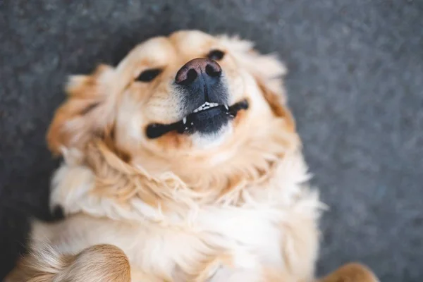 Pets também precisam cuidar dos dentes para evitar doenças graves