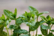 Mint is a plant with several health benefits.
