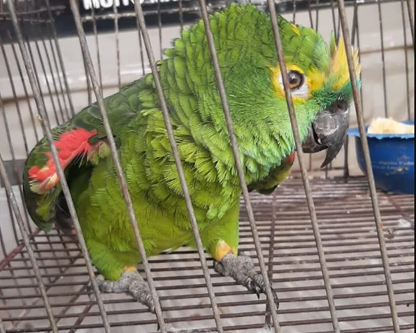 Papagaio