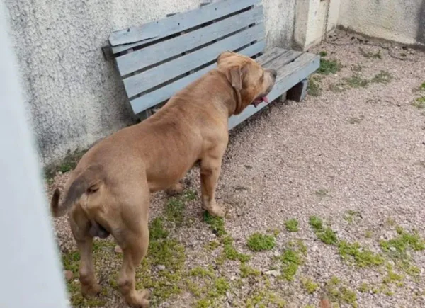 Imagem colorida de Pitbull - Metrópoles