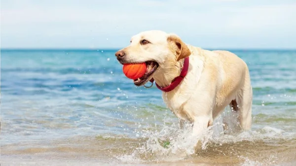 cachorro no mar