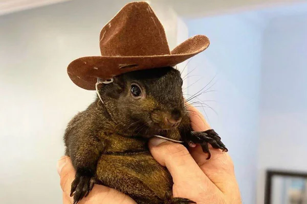 Na imagem colorida, esquilo usa chapéu de cowboy - Metrópoles
