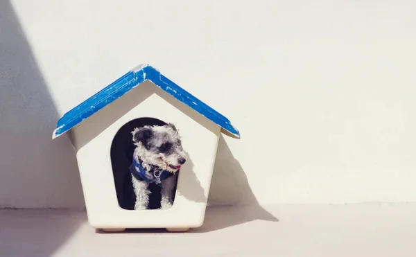 Casinha de cachorro: dicas para comprar ou fazer você mesmo