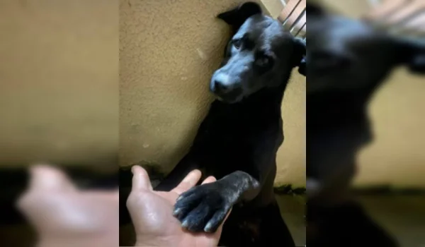 Imagens mostram momento em que homem atropela cão na RMC e foge: “foi proposital”