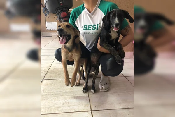 DF: cachorros abandonados após internação da dona precisam de novo lar