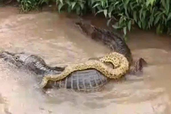 Imagem de jacaré e sucuri