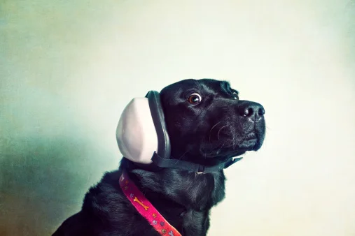 Cachorro - barulho - ruido - pet - cuidados