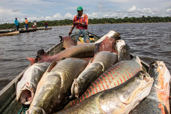Pesca do pirarucu no DF será restrita a profissionais. Veja regras