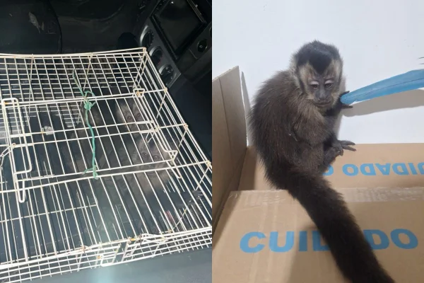 Os dois homens foram multados por captura, transporte ilegal e maus tratos em Nova Odessa (SP). Eles haviam apanhado três macacos prego - Metrópoles