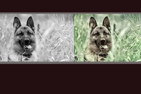 Conheça o Colourise, um site para colorir fotos em preto e branco