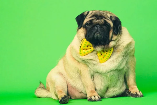 Cachorro obeso