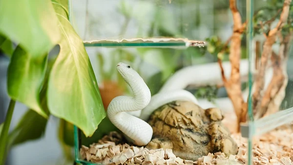 Cobra é um dos animais não convencionais