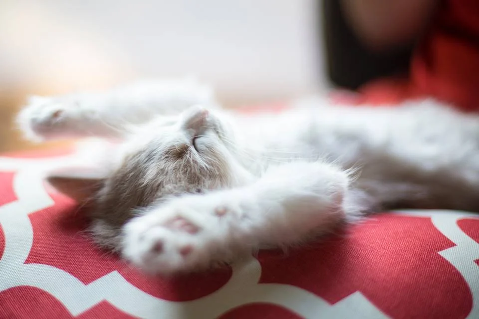 A soneca é tão relaxante que vale até ficar com as patinhas para cima A soneca é tão relaxante que vale até ficar com as patinhas para cima