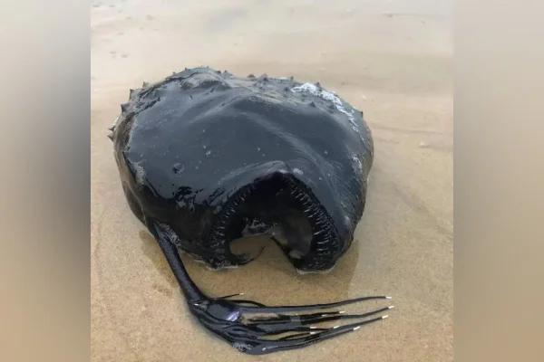 Veja os animais mais estranhos que já encalharam em praias pelo mundo