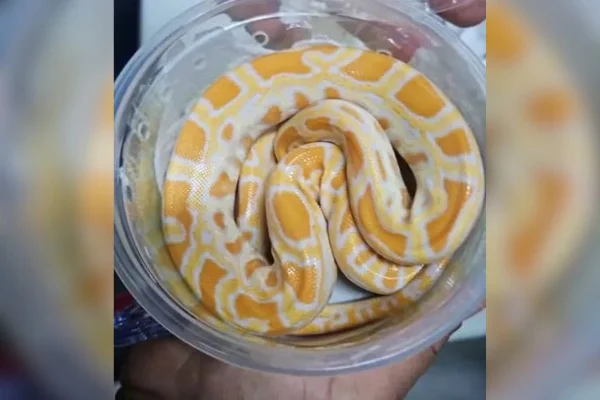 Imagem colorida mostra cobra branca e amarela enrolada dentro de um pote de plástico - Metrópoles