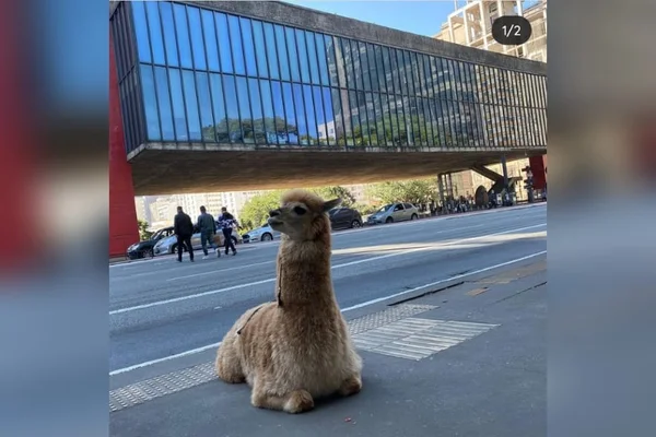 Pet incomum: alpaca Mafalda faz sucesso nas redes e em passeios por SP