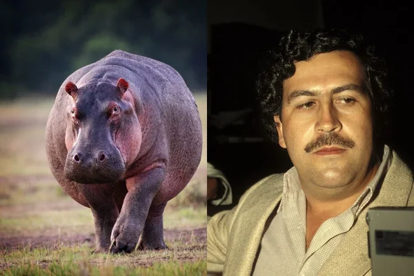 Hipopótamo e Pablo Escobar