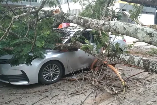 Carro atingido por árvore