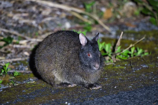 Foto de coelho preto na natureza - Metrópoles