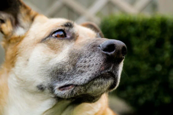 Imagem colorida da cara de cachorro abandonado