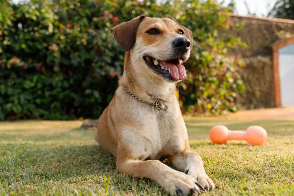 Foto de cachorro caramelo fofo (raça mista) deitado na grama. Metrópoles