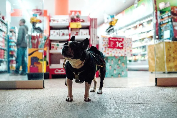 Em alta: mercado pet pode faturar R$ 20 bilhões em 2020