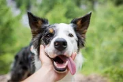 Ele é um border collie Ele é um border collie
