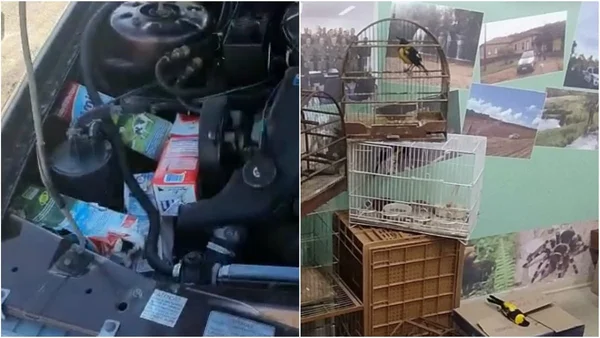 Homem que transportou pássaros em motor responderá por maus-tratos