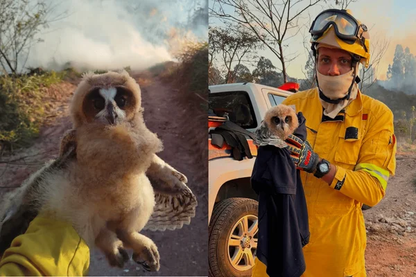 Filhotes de coruja são resgatados durante incêndio no interior de SP