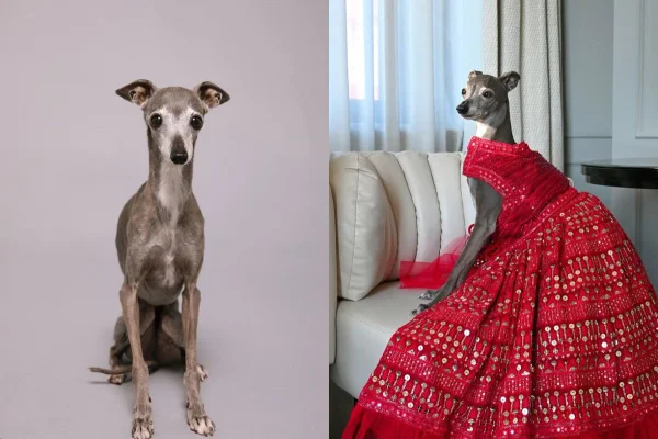 montagem colorida com fotos de Tika the Iggy